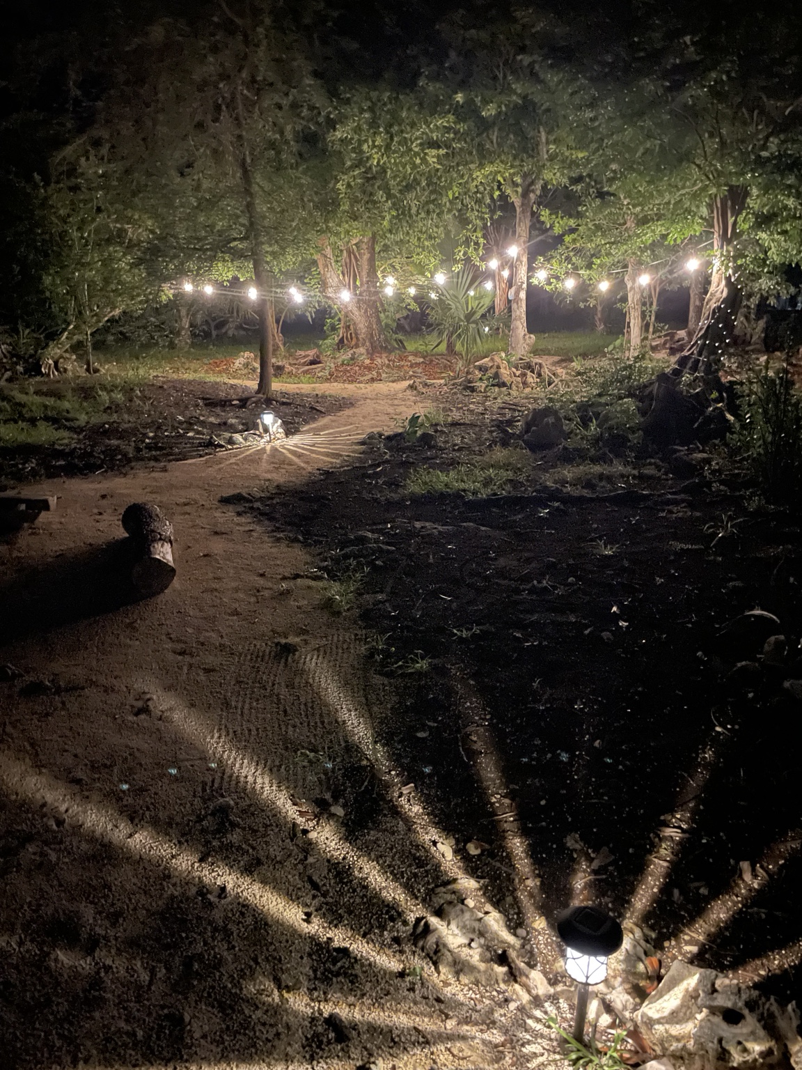 Jungle paths with warm lights at night.